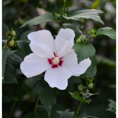 ムクゲ(木槿) 白い花(ドラマのイメージの花)