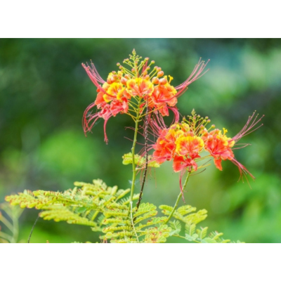 オオゴチョウ(ドラマのイメージの花)